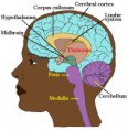 /album/the-brain/brain1-jpg/